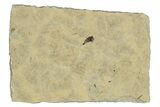 Detailed Fossil Marsh Fly (Tetanocera) - Cereste, France #290765-1